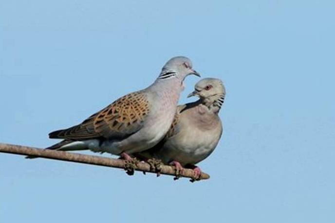 Turtle dove Streptopelia turtur, pair perched on agricultural machinery, Essex, England, June, photo credit: Andy Hay #showthe love