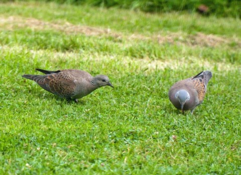 TD adult and juvenile Dorothy Norman