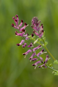 Fumaria_officinalis_Olivier Pichard. Establishing feeding habitat