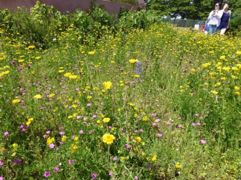 Hampton Court wildflower meadow - gardens - S Abbott