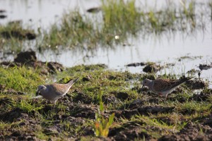 Turtle dove on wetland. Establishing feeding habitat