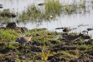 Turtle dove on wetland. Establishing feeding habitat