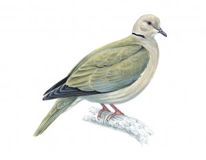 Mike Langman illustration collared dove