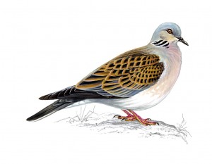 Mike Langman illustration turtle dove