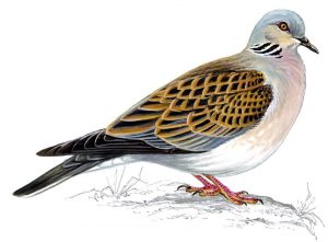 Mike Langman illustration turtle dove