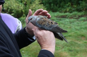 Titan being tagged_Suffolk2014_photo credit to Thomas Churchyard