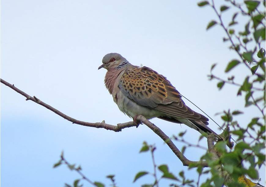 Titan in Suffolk migration