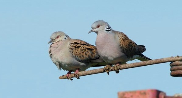 Turtle dove Streptopelia turtur, pair perched on agricultural machinery, Essex, England, June_photo credit: Andy Hay CFE