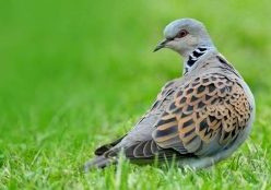 Turtle dove Streptopelia turtur, standing on grass, Essex, England, June, photo credit: Andy Hay