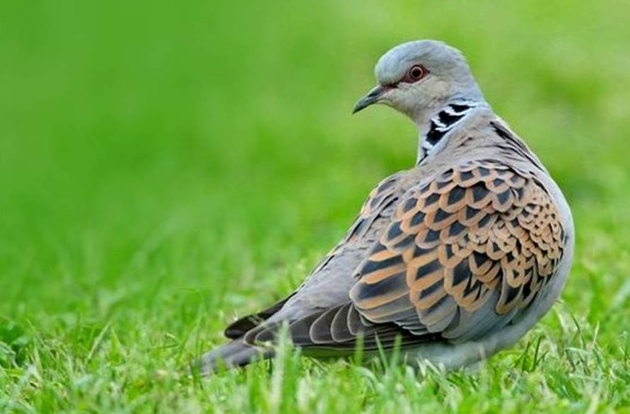 Turtle dove Streptopelia turtur, standing on grass, Essex, England, June, photo credit: Andy Hay save iconic bird