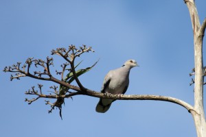 photograph: Barend van Gemerden