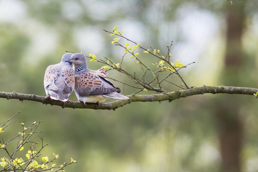 a-pair-of-turtle-doves-_-richard-bennett_compressed State of Nature
