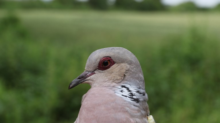 Myrtle the turtle dove