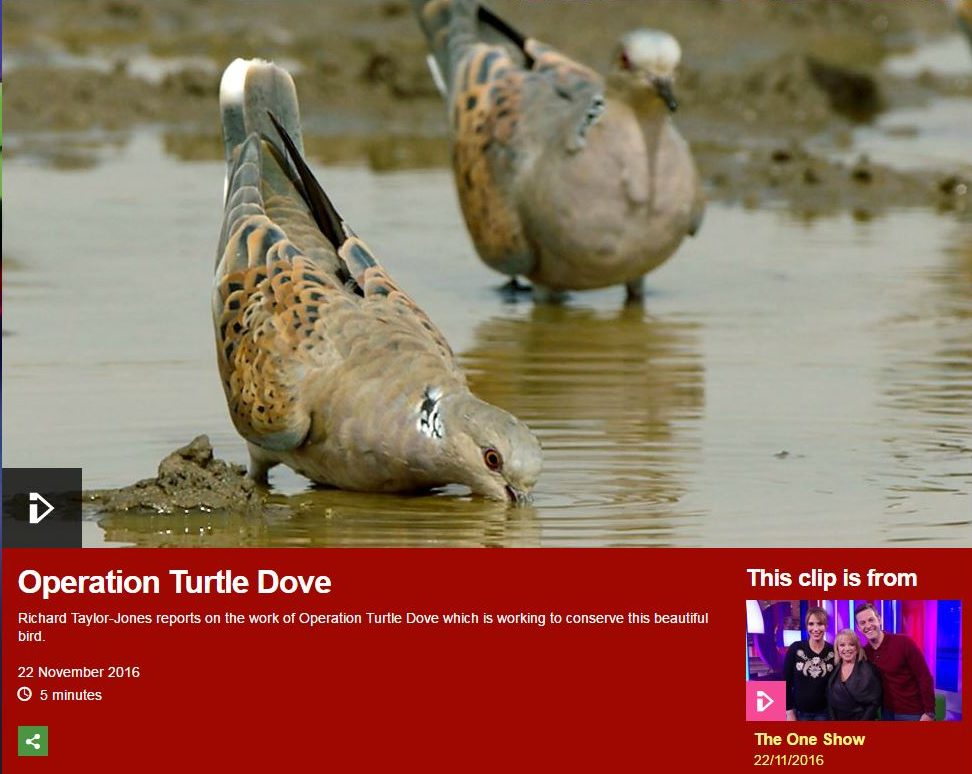 Operation Turtle Dove on The One Show -22-11-16