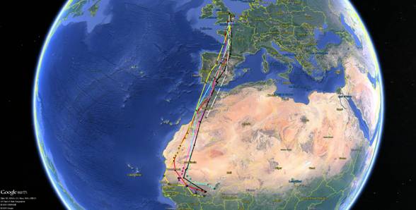 Routes taken by tagged birds in 2016 - RSPB Science - satellite tags