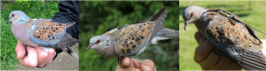 Satellite tagged turtle doves 2016 - RSPB Science - satellite tags