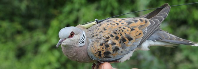 Lawford just prior to release (copyright Chris Orsman - RSPB Images)