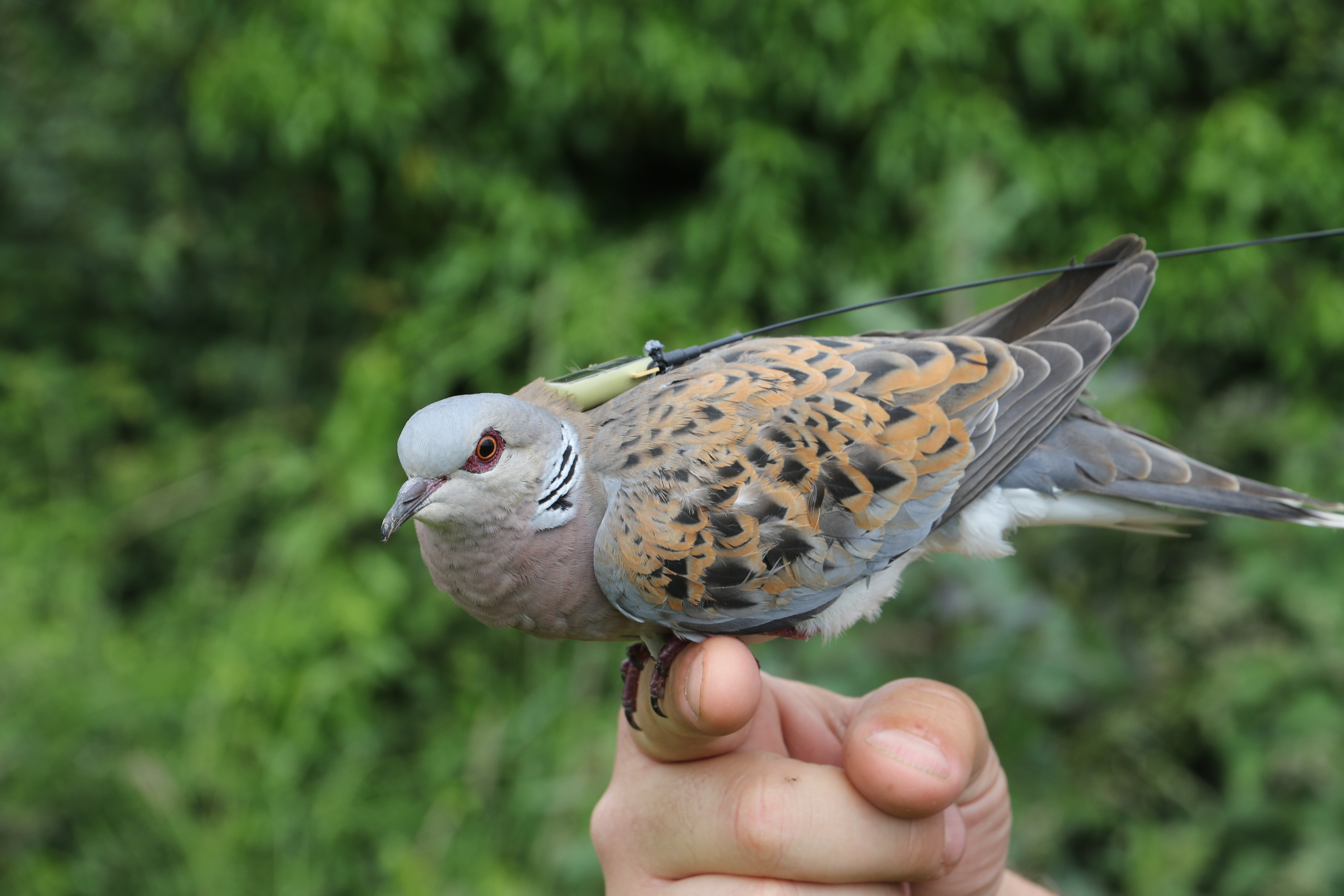 Lawford just prior to release (copyright Chris Orsman - RSPB Images)