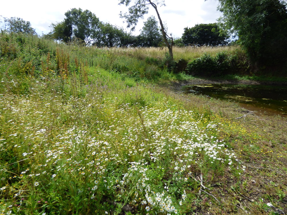 Norfolk Ponds Project - Wensum