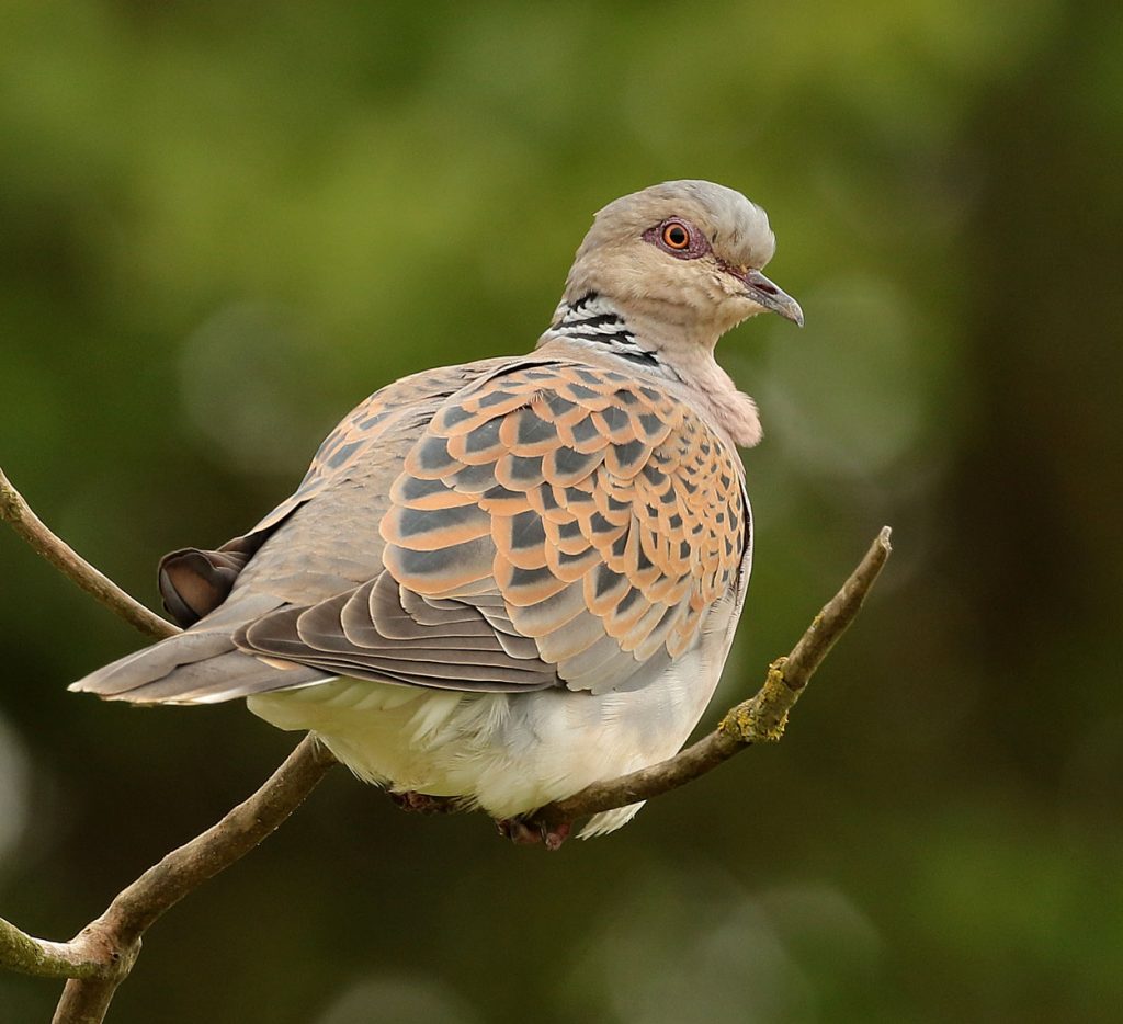 turtle dove laces