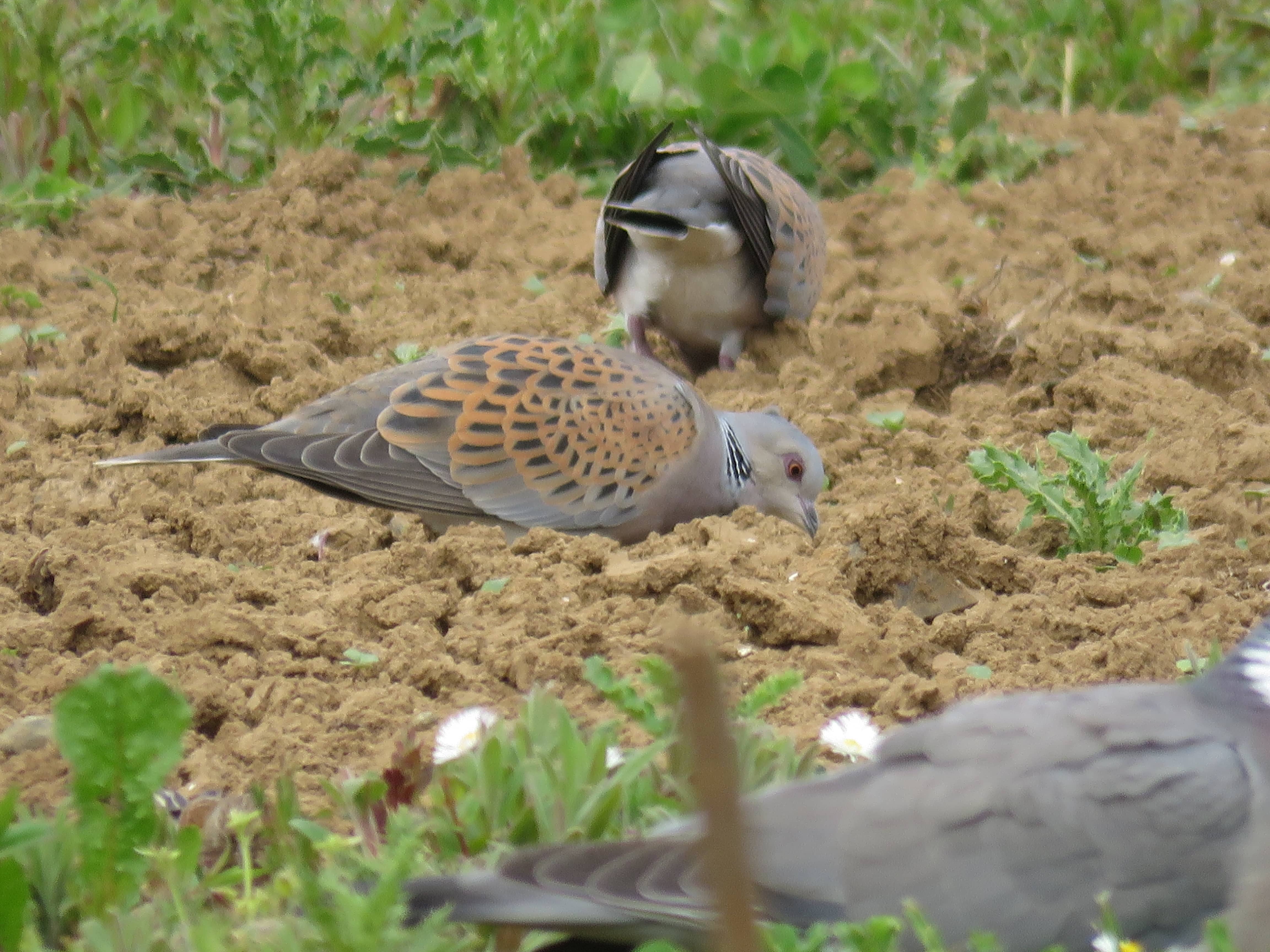 Turtle dove feeding on a supplementary feeding plot