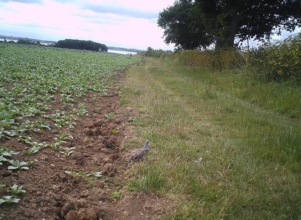 Photo showing a supplementary feeding plot in Tollesbury, Essex