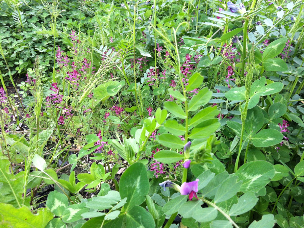 Picture of plants often seen in a plot sown for turtle doves