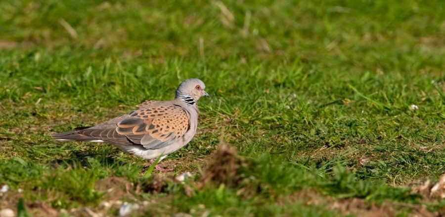Turtle dove foraging in field