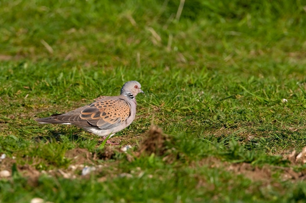 Turtle dove foraging in field