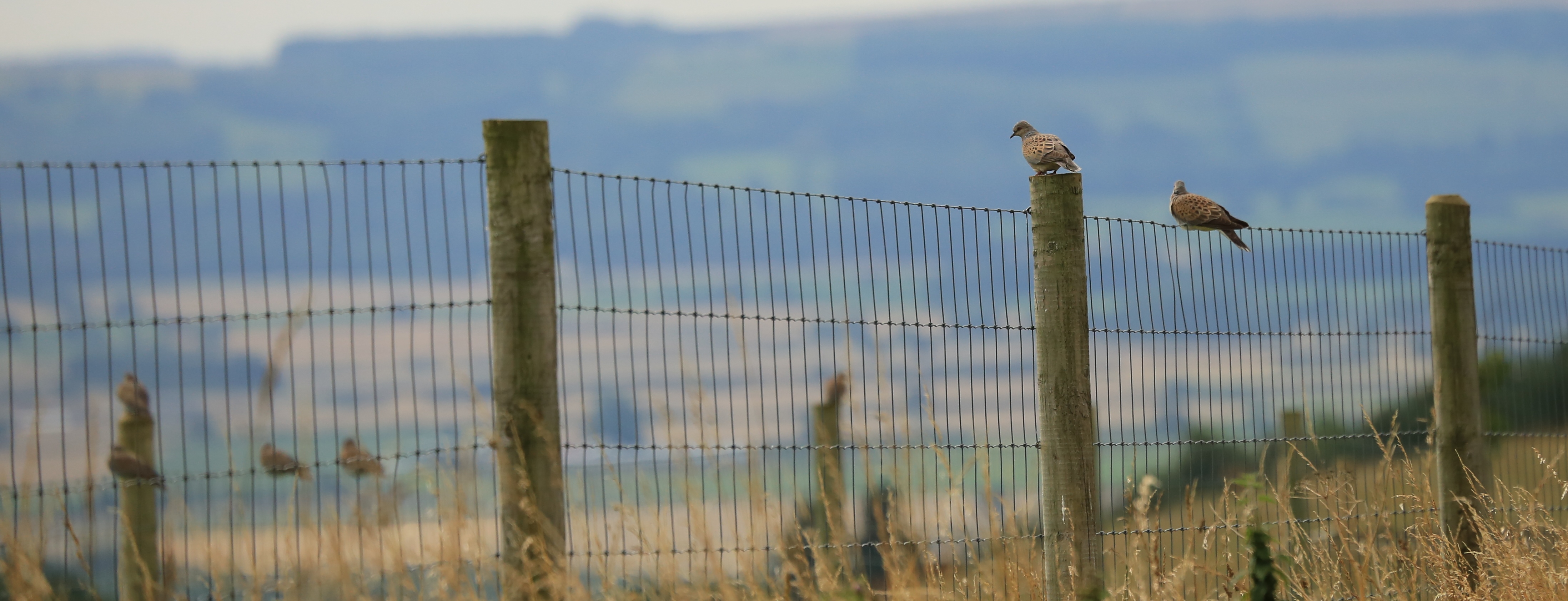 Seven turtle doves on fence in Yorkshire