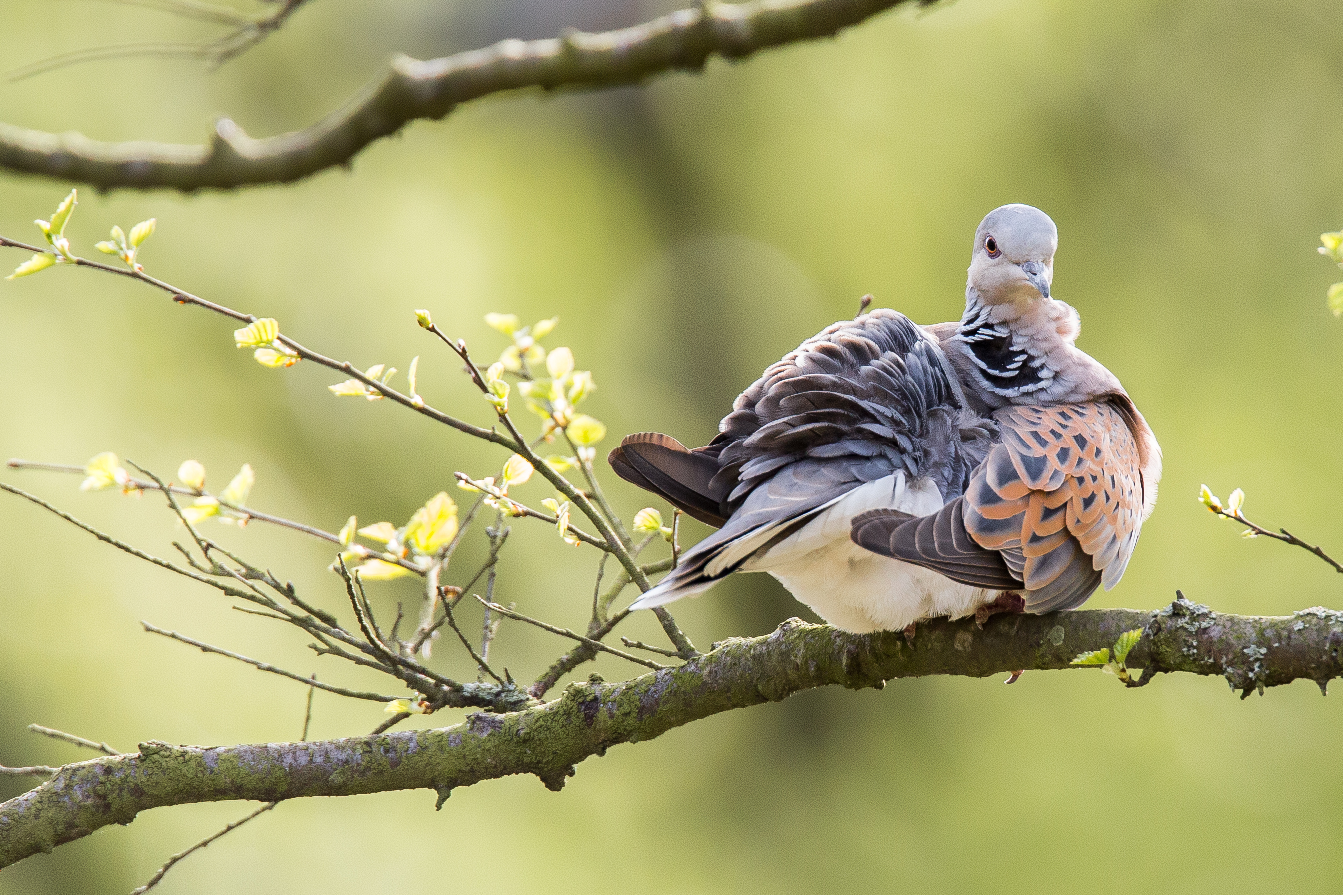 Turtle dove at Sutton Bank