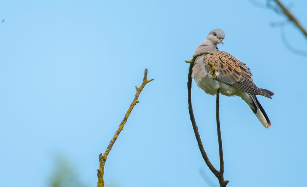 Turtle Dove - Ben Andrew (rspb-images.com)