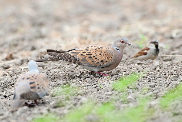 Turtle doves feeding on supplementary food - Jules Bos