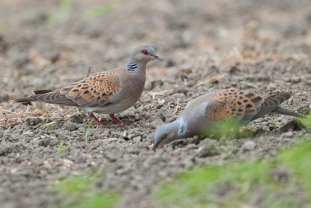 Turtle doves feeding on supplementary food - Jules Bos