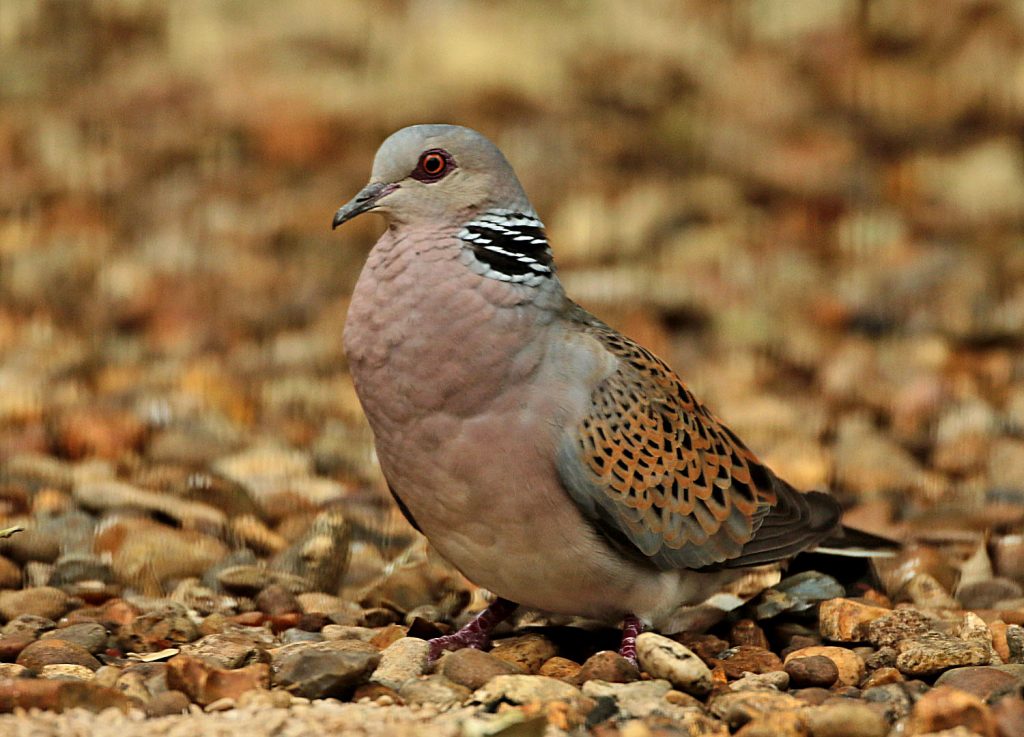 Turtle Dove - Les Bunyan