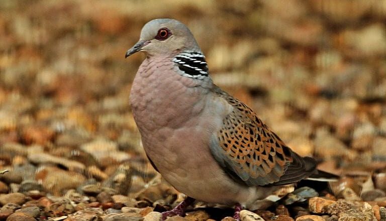 Turtle dove - Les Bunyan