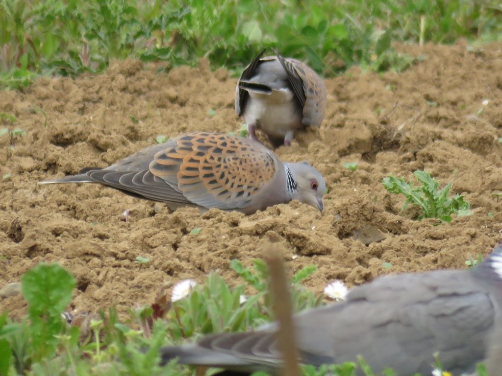 Turtle dove feeding - Nicole Khan