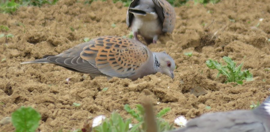 Turtle dove feeding - Nicole Khan