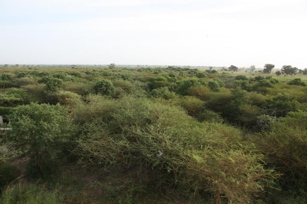 Photo: Beer Sheba (Senegal). A roost area in a seyal (acacia) bush grassland in November with mixed farmland beyond. Credit: Chris Orsman.