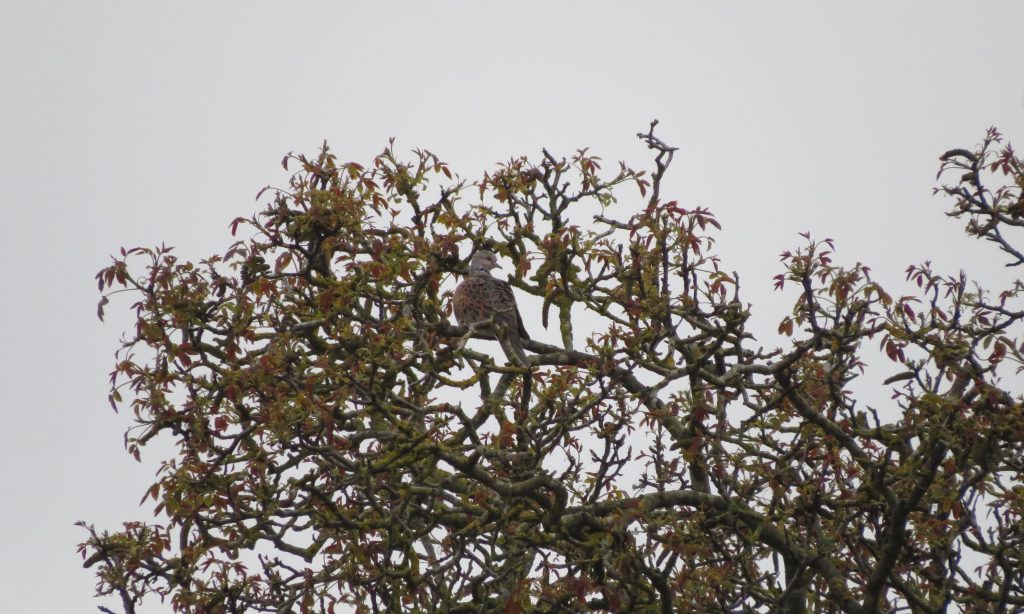 Photo: Distant turtle dove in scrub. Credit: Jonny Rankin