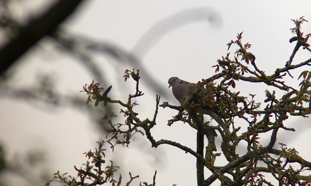 Photo: Turtle dove viewed through scrub. Credit: Jonny Rankin