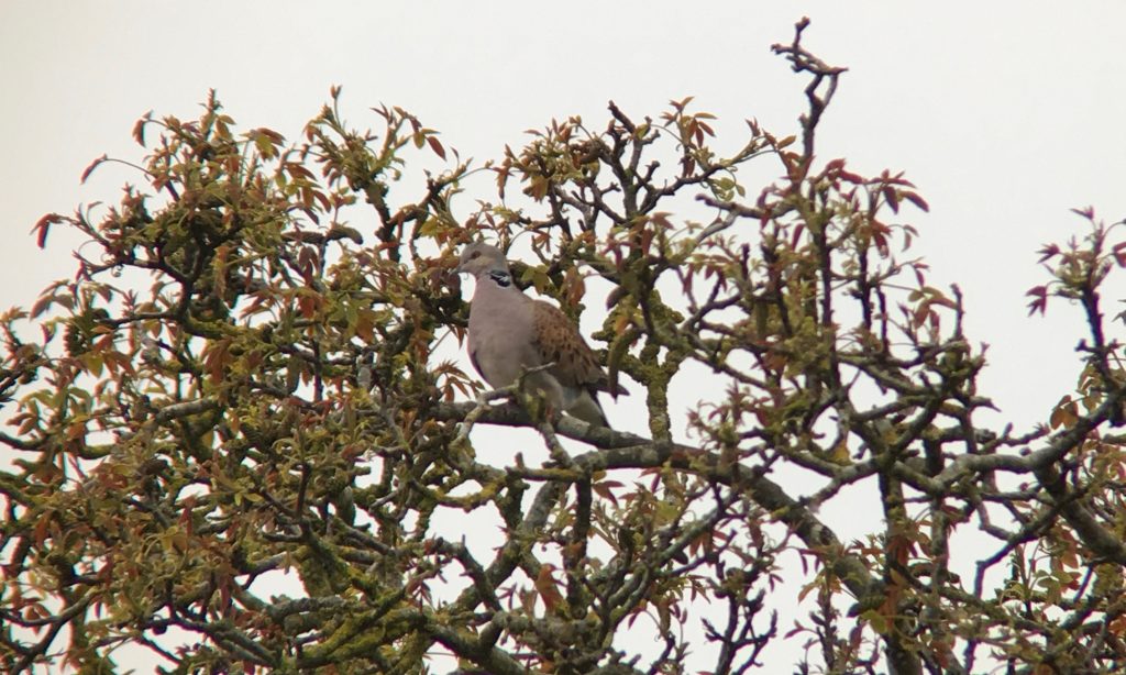 Photo: Turtle dove perched in a valuable scrub patch. Credit: Jonny Rankin