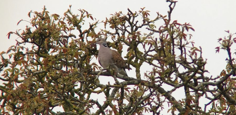 Photo: turtle dove making the most of a valuable scrub patch. Credit: Jonny Rankin