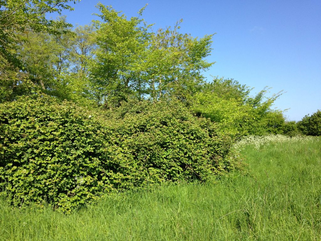 Photo: Suitable nesting habitat for turtle doves in England. They need open ground for feeding on seeds and thick, dense scrub and hedgerows for nesting. Credit: Tony Morris.