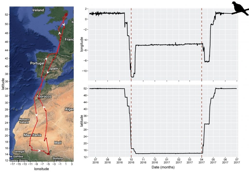 Photo: The annual cycle of a turtle dove tagged in a breeding area in the UK registered as a continuous movement from June to July in the next year. Credit: Susana Requena.