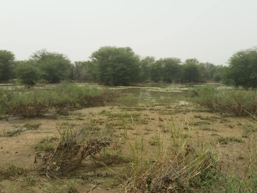 Photo: Northern Senegal River in October. Credit: Chris Orsman