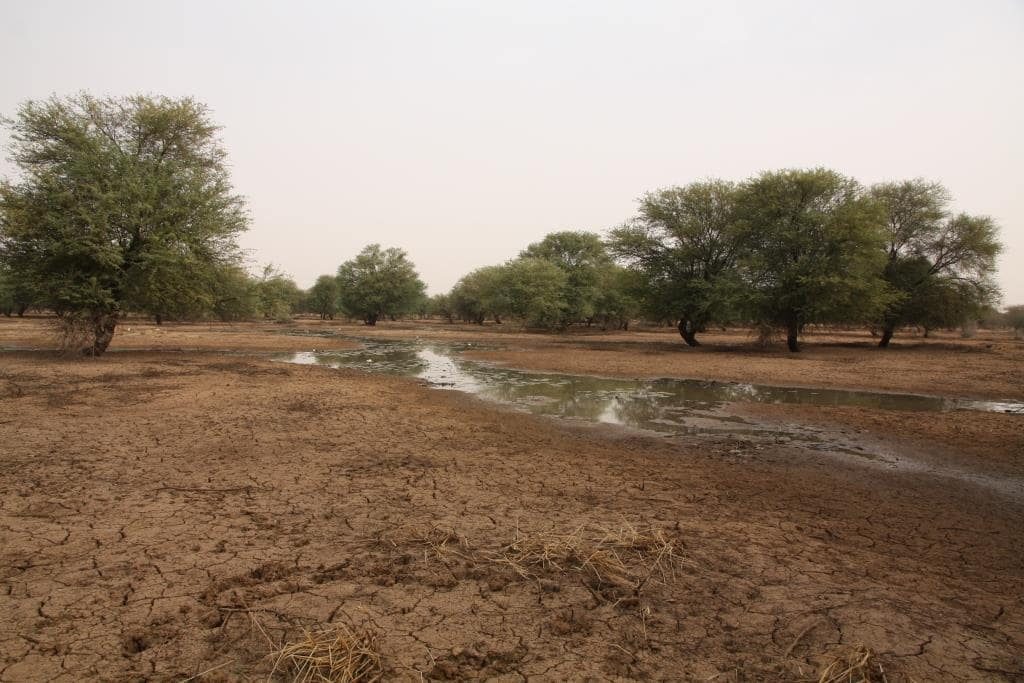 Photo: Northern Senegal River in January. Credit: Chris Orsman