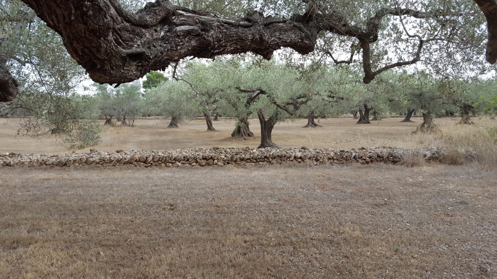 Photo: Olive groves such as this in Spain are good stopover sites during autumn migration. A low-intensity agricultural landscape with open grasslands and scattered trees. Credit: Carles Carboneras.