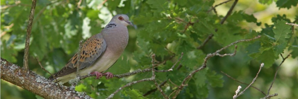 Photo: Perched turtle dove. Credit: Jean-Marc Boutrois