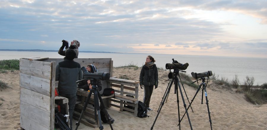 Photo: Researchers count migrating birds as they pass the Point de Grave watchpoint. Credit: Anaelle Bissonnet